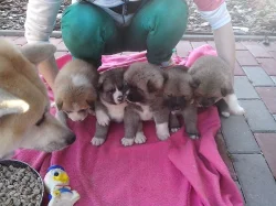 Akita-Inu